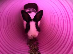 A rabbit crawling down a rabbit tunnel.
