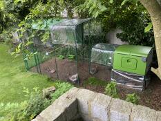 A green chicken coop attached to a walk in chicken run