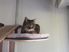 Max in surveillance mode comfortably installed on his soft sheepskin cushion 