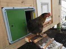 A chicken coming out of her coop through her automatic coop door