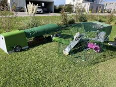 Happy rabbits 