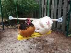 Chickens on Omlet chicken swing