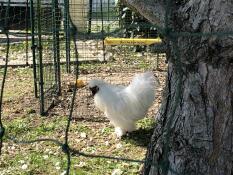 A large while chicken stood in front of a walk in run with a chicken swing inside