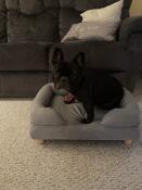 Minuit the Frenchie approved!