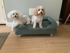 My two love their bolster bed ❤️