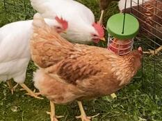 Some chickens pecking some treats from their treat holder