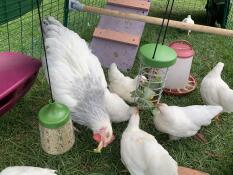 Lots of small chickens eating form a Caddi treat holder and a hanging peck toy with corn inside