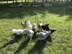 My chickens love watermelon in it the most. 