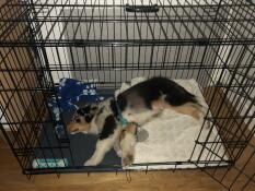 Dog asleep in Fido Classic dog crate
