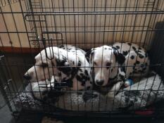 Two dalmatian inside a Fido Classic