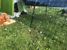 Hutch of our 4 pigs 