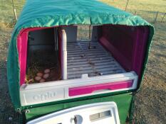 Thermal blanket access to the eggs and the nesting box