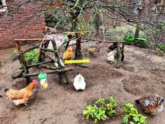 Chickens in a yard with a swing and a treat holder