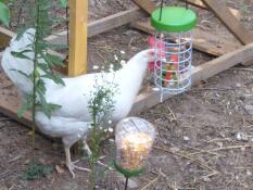 A chicken eating watermelon from a hanging treat Caddi with a corn peck toy next to it