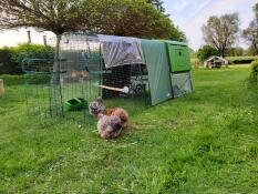 Very happy chickens 