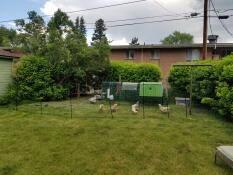 New coop & fence! 