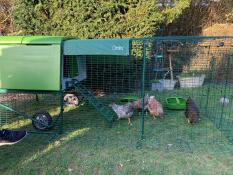 Omlet green Eglu Cube large chicken coop and run with chickens in garden