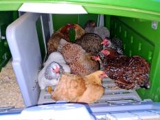 Chickens inside of Omlet Eglu Cube large chicken coop
