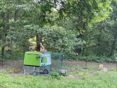 The chickens also like to sit elevated!