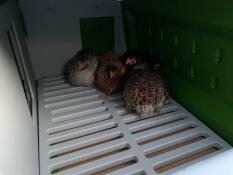 Chickens inside Omlet Eglu Cube large chicken coop