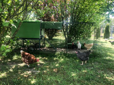 A Cube chicken coop with a run and covers over it in a garden with chickens outside