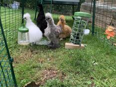 A flock of fluffy chickens inside their chicken run.