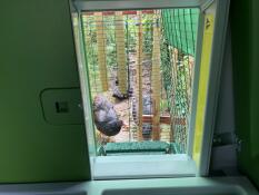 Omlet green automatic chicken coop door