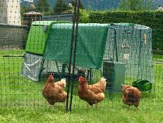 Three orange chickens behind chicken fencing with a green Cube chicken coop and a run with covers over the top