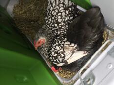 Chickens laying eggs in the nesting box.