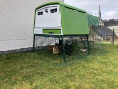 Omlet green Eglu Cube large chicken coop and run with chickens