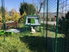 A large white bird stood outside a Cube chicken coop with a run attached