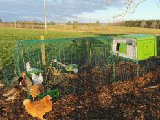 Chickens in a green coop with a 3m run