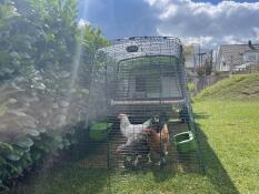 Some chickens enjoying the sun from their run