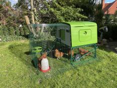 Four chickens pecking grass in the run of their green coop