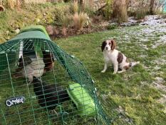 Chickens pecking grass in their run, with a dog sat next to them