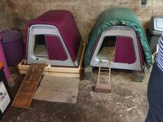 Two Eglus for three hens- too much? :)
