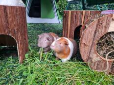 Apple and cherry in the new house.