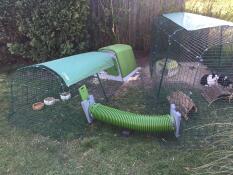 Rabbits in Omlet Zippi rabbit playpen with Omlet Zippi tunnel attached to green Eglu rabbit hutch with run