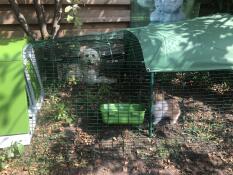 Rabbit in a run with a green Go cage