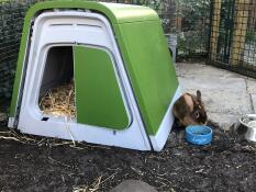 An Eglu rabbit hutch - the rabbit is happy!