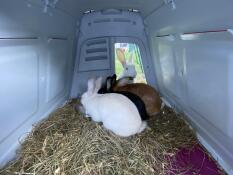 Charlie, Ruby, Martha, and Sylvia enjoy their new digs. 