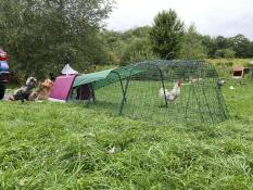 Chickens are supervising construction. 
