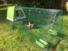 Some chickens pecking the grass in their run, in a sunny garden