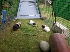 The guinea pigs loving their home