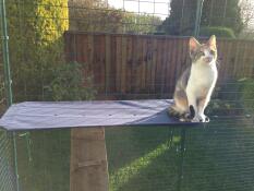 A kitten sitting on the shelf of his outdoor cat run