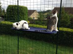 Two cats sitting on a shelf on their outdoor cat run