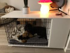 A dog in a Fido Studio with a wardrobe attached and an Omlet grey dog bed inside
