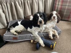 Perfect for springers