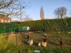 Omlet Eglu Cube large chicken coop and run with Omlet walk in chicken run and Omlet chicken fencing