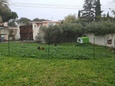 Omlet Eglu Cube large chicken coop and Omlet chicken fencing in garden